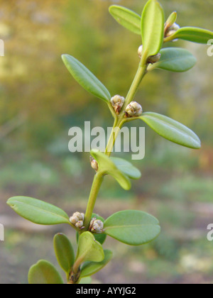 Koreanische Buchsbaum, japanische Buchsbaum (Buxus Microphylla), Zweig mit Knospen Stockfoto