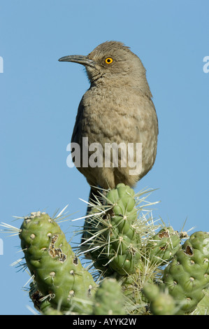 Kurve in Rechnung gestellt Thrasher, Toxostoma Curvirostre Arizona USA Stockfoto