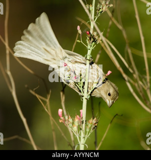 Haus Fink Carpodacus Mexicanus Arizona USA Stockfoto