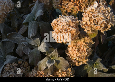 Morgen Frost auf eine Hortensie Anlage Stockfoto