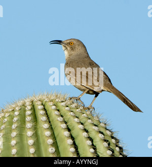 Kurve in Rechnung gestellt Thrasher, Toxostoma Curvirostre Arizona USA Stockfoto