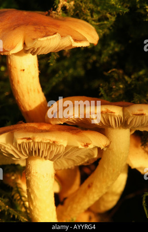 Honig Pilz Armillaria Mellea Fliegenpilze wachsen auf einem moosigen Baum Stockfoto
