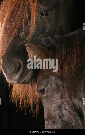 Stute und Fohlen Stockfoto