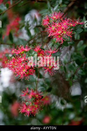 Rata Vine aka Carmine Rata oder Crimson Rata Metrosideros Carminea Myrtaceae Stockfoto