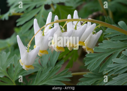 Holländer die Reithose [Dicentra Cucullaria] native Frühjahr Wildlflower der östlichen nordamerikanischen Laubwälder Stockfoto