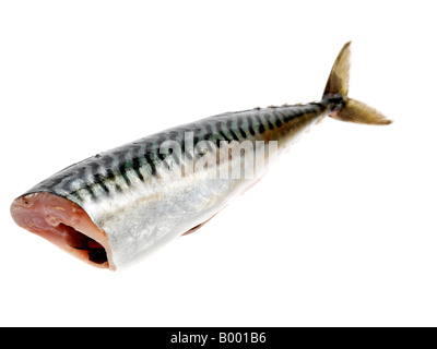 Frische, gesunde Roh ungekocht Makrelenfilet gegen einen isolierten weißen Hintergrund mit keine Menschen und einen Freistellungspfad Stockfoto
