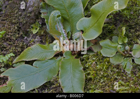 Harts Toung Farn in feuchten Wäldern Stockfoto