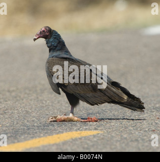 Türkei-Geier Cathartes Aura Arizona USA Stockfoto