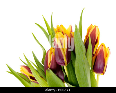 Bündel oder Bouquet von Lila und Gelb niederländische Frühling Tulpen vor einem weißen Hintergrund ohne Menschen und einen Freistellungspfad Stockfoto