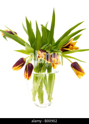 Bündel oder Bouquet von Lila und Gelb niederländische Frühling Tulpen vor einem weißen Hintergrund ohne Menschen und einen Freistellungspfad Stockfoto