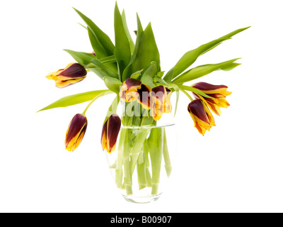 Bündel oder Bouquet von Lila und Gelb niederländische Frühling Tulpen vor einem weißen Hintergrund ohne Menschen und einen Freistellungspfad Stockfoto