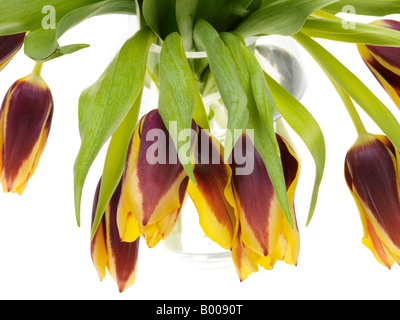 Bündel oder Bouquet von Lila und Gelb niederländische Frühling Tulpen vor einem weißen Hintergrund ohne Menschen und einen Freistellungspfad Stockfoto