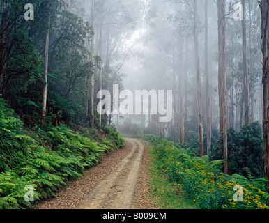 Errinundra Straße im Nebel Errinundra National Park Victoria Australien Stockfoto