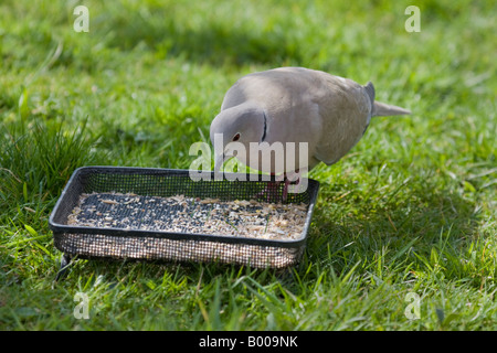 Collard Taube Fütterung auf Vogelfutter in Boden-Zuführung Stockfoto