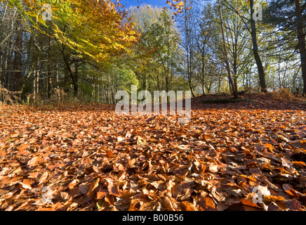 Ein Teppich aus Herbstlaub bedecken den Boden des Delamere Wald, Cheshire, England, UK Stockfoto