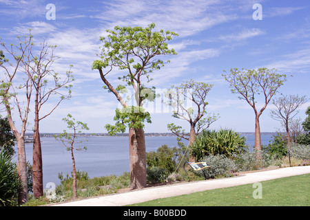 Boabs (Affenbrotbäume Gregorii) im Kings Park in Perth, Western Australia. Stockfoto