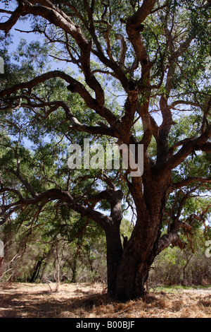 Großer Baum im Canning River Regional Park in der Nähe von Perth, Western Australia. Stockfoto