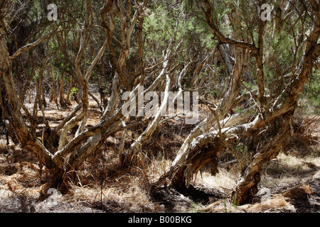 Leichte Bäume (Melaleuca Rhaphiophylia) im Regionalpark Canning River, Western Australia. Stockfoto