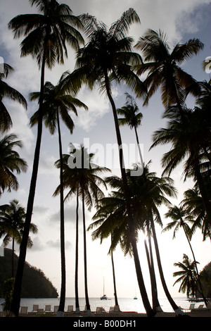 Palmen. Marigot Bay. St Lucia. Karibik Antillen Stockfoto