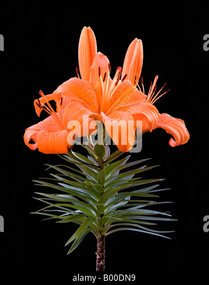 Eine Tiger-Lilie (Lilium Lancifolium) vor einem schwarzen Hintergrund. Stockfoto