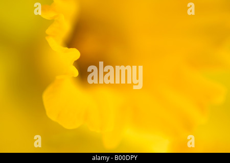 Nahaufnahme des Randes der Trompete der gelben Narzisse Blume Stockfoto