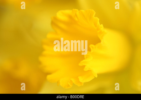 Trompeten Narzisse, Narcissus Blume Stockfoto
