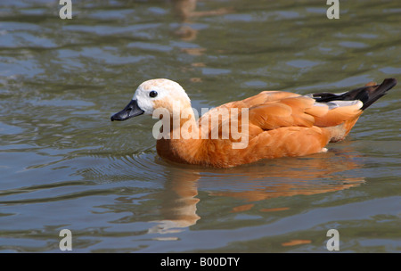 Ruddy Brandgans Tadorna ferruginea Stockfoto