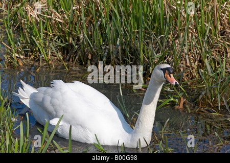 Männliche Cob Schwan im Wasser schwimmen Höckerschwan Cygnus Olor sein Nest in Cambridge in der Nähe von Fußweg zu schützen Stockfoto