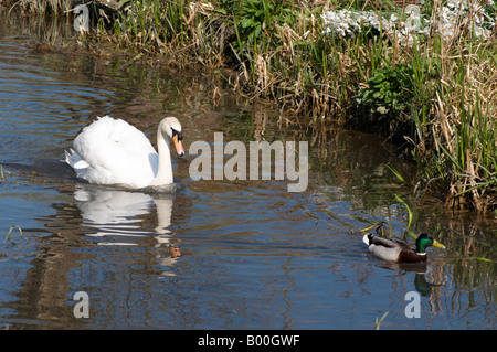 Männliche Cob Schwan jagt eine Ente Weg stumme Schwan Cygnus Olor sein Nest in Cambridge in der Nähe von Fußweg zu schützen Stockfoto