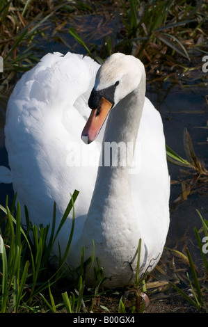 Nahaufnahme von einem männlichen Cob Höckerschwan Cygnus Olor sein Nest in Cambridge in der Nähe von Fußweg zu schützen Stockfoto