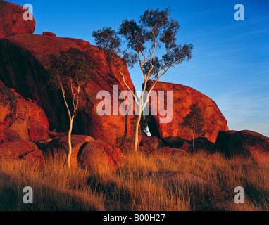 Ghost Gum bei Sonnenaufgang Devils Marbles Conservation Reserve Northern Territory Australien Stockfoto