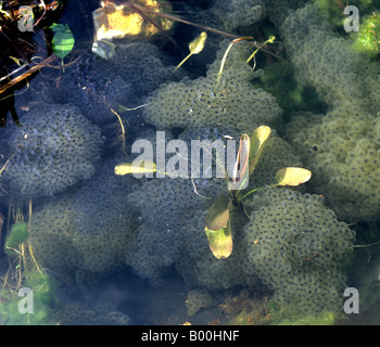 Europäische Frosch Rana Temporaria Frogspawn Masse im Gartenteich Stockfoto