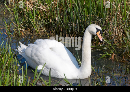 Männliche Cob Schwan im Wasser schwimmen Höckerschwan Cygnus Olor sein Nest in Cambridge in der Nähe von Fußweg zu schützen Stockfoto