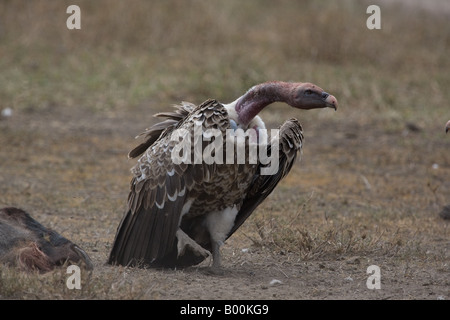 Ruppells Gänsegeier (abgeschottet Rueppellii) am Ndutu in der Ngorongoro Conservation Area in Tansania Stockfoto