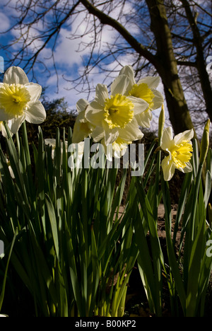 Narzissen blühen an einem sonnigen Frühlingstag gegen blauen Himmel mit weißen Wolken Stockfoto