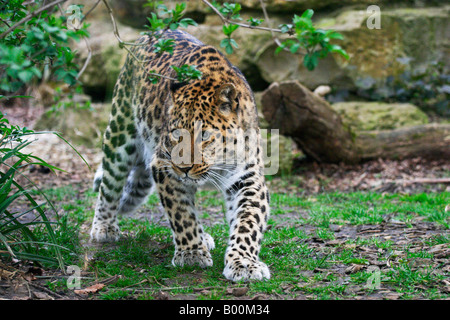 Amur-Leopard im Cotswold Wildlife Park Burford England Stockfoto