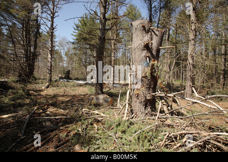 Selektiver Holzeinschlag Stockfoto