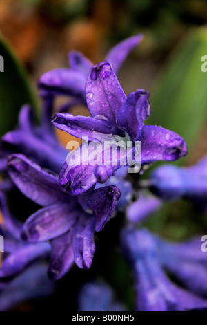 Sehr bunt blau-lila Hyazinthe Blüte hält Regenwasser. Stockfoto