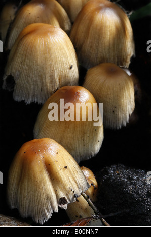 Gruppe von glitzernden Inkcap Coprinus Micacus Stockfoto