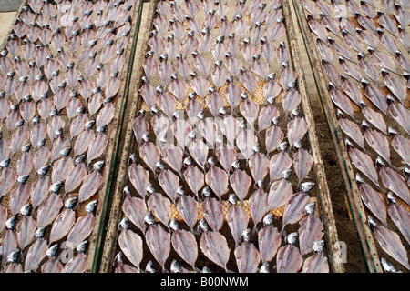 Racks von Fisch zum Trocknen an einem Strand in Portugal Stockfoto