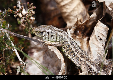 Weibliche Zauneidechse Lacerta Agilis Stockfoto