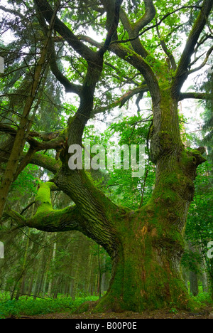 Große Eiche im Wald - Masuren, Polen. Stockfoto