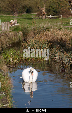 Männliche Cob Swan bewacht sein Nest aus Ente in Cambridge stumme Schwan Cygnus Olor sein Nest in Cambridge in der Nähe von Fußweg zu schützen Stockfoto