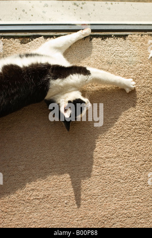 "Black And White" Katze drinnen im Sonnenschein präsentieren ungewöhnliche Haltung liegend Stockfoto