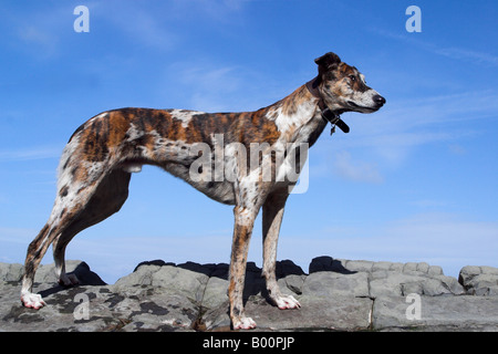 Niedriger Blick auf einen Lurcher-Hund, der auf Felsen vor einem blauen Himmel steht. UK Stockfoto