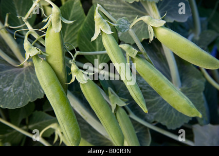 Grüne Erbsen Hülsen an der Rebe hängen. Stockfoto