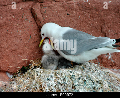 Ein Dreizehenmöwe ernährt ihre Küken auf den Klippen von Nordosten Schottlands. Stockfoto