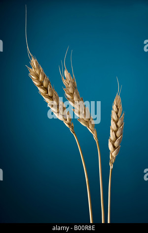 Weizen-Spitzen Stockfoto