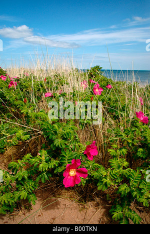 Rosa blühenden Heckenrosen wachsen am Rande von einem Sandstrand entfernt - die Nordsee im Hintergrund. Stockfoto