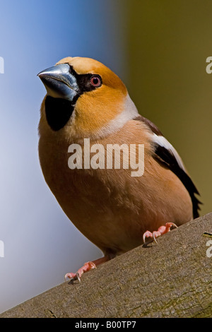 KERNBEIßER Coccothraustes Coccothraustes männlich thront in einem Hainbuche Baum. Stockfoto